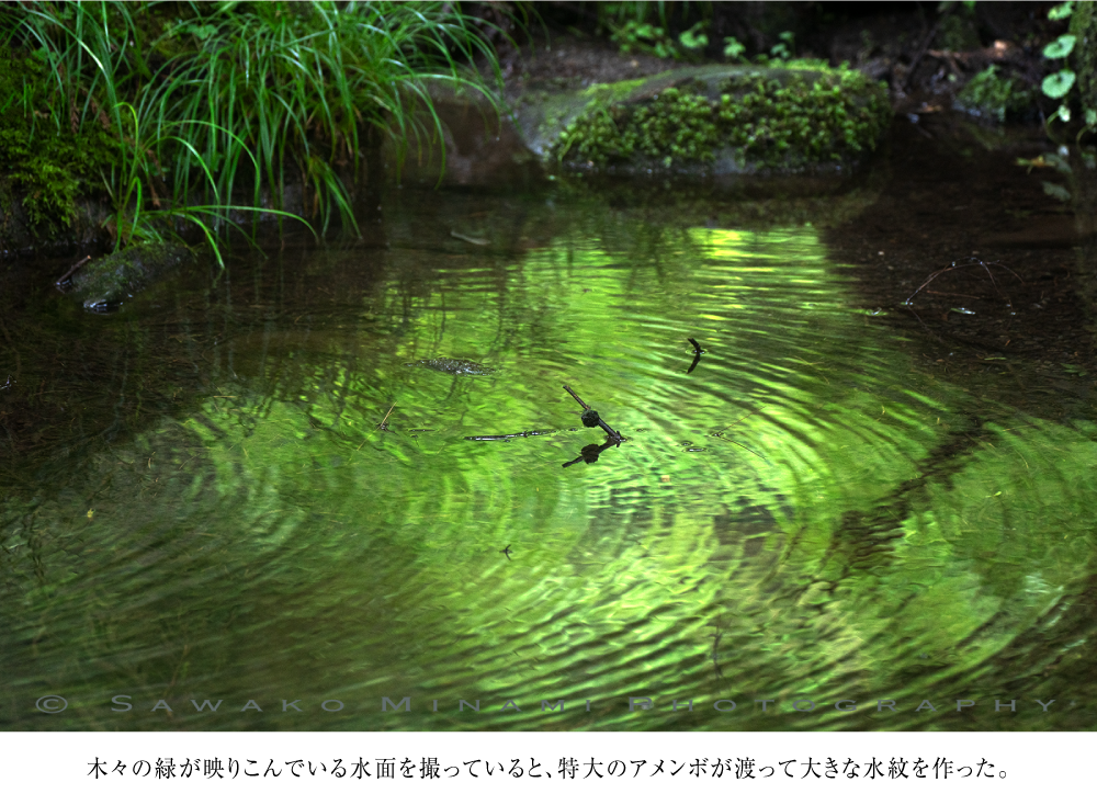 木々の緑が映りこんでいる水面を撮っていると、特大のアメンボが渡って大きな水紋を作った。