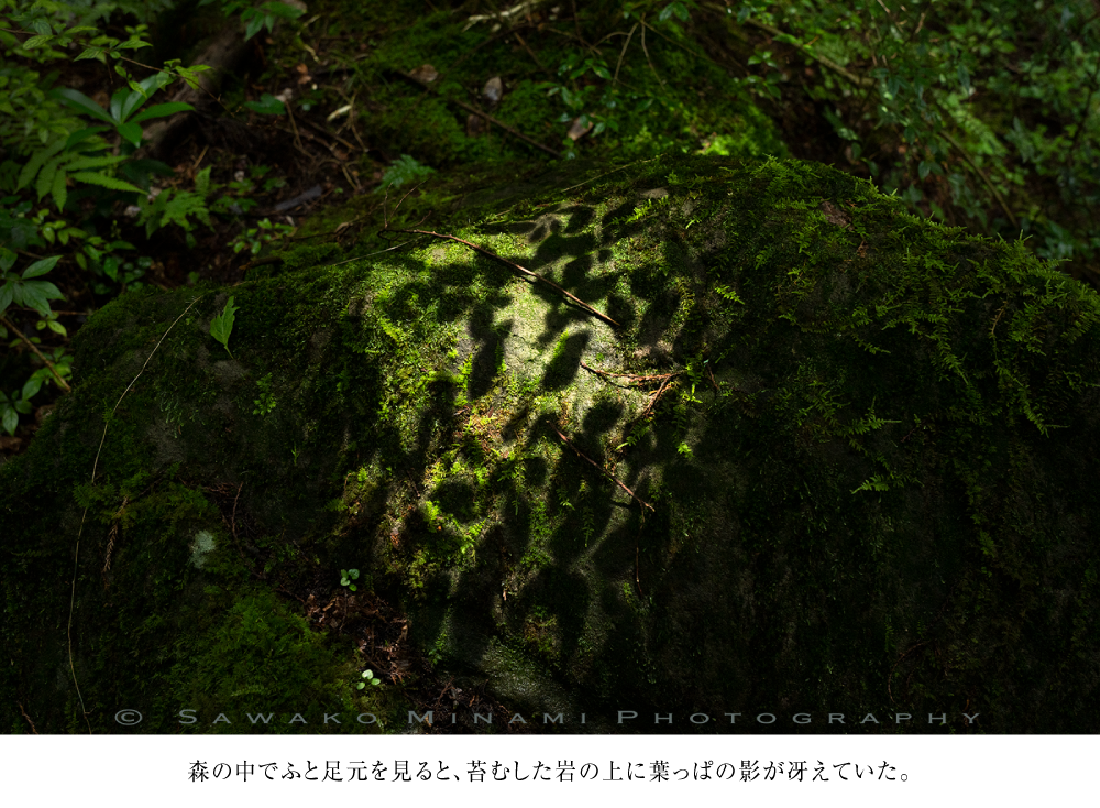 森の中でふと足元を見ると、苔むした岩の上に葉っぱの影が冴えていた。