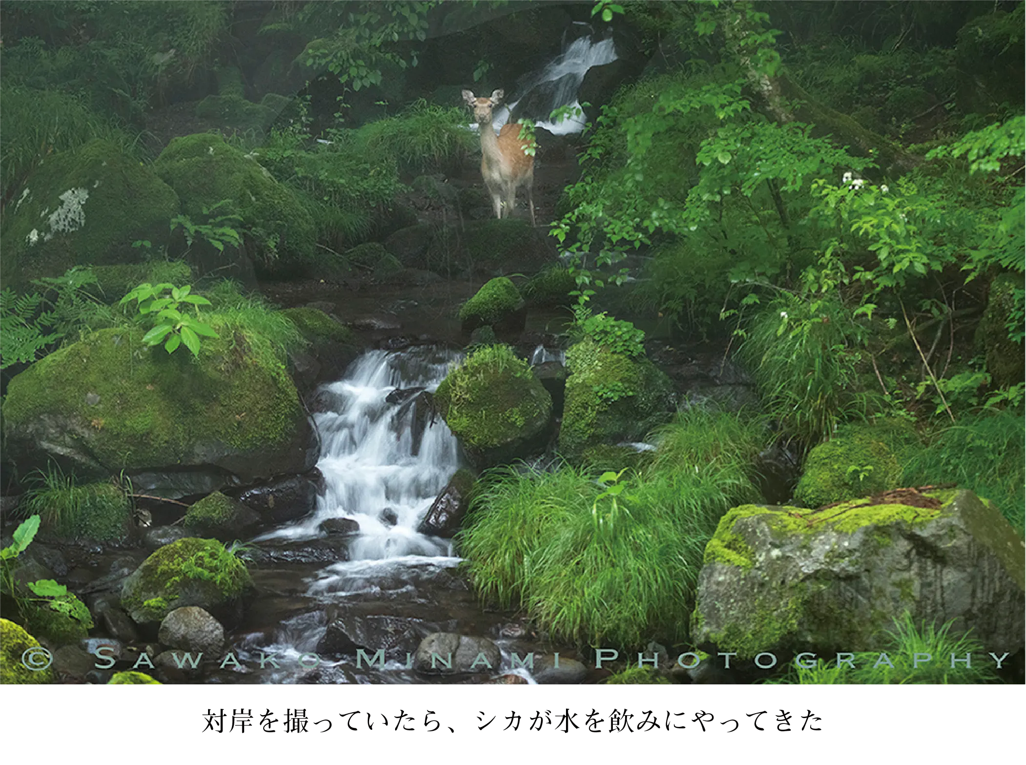 対岸を撮っていたら、シカが水を飲みにやってきた