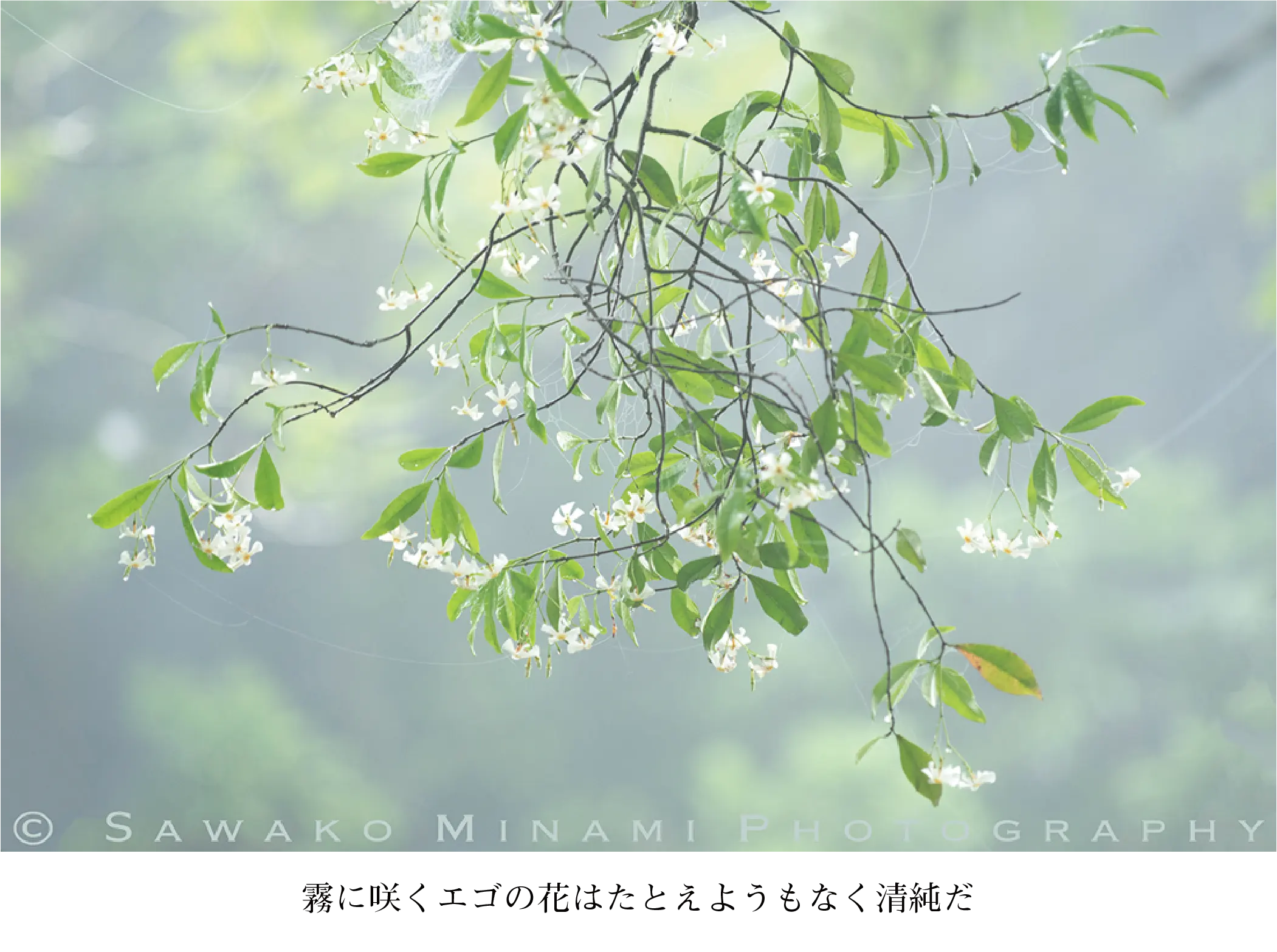 霧に咲くエゴの花はたとえようもなく清純だ